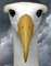 Avatar de albatros5