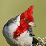 Avatar de elcardenal