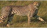 Avatar de leopardochita